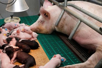 母猪产仔后不吃食怎么处理,首先一定要改变日粮的配方
