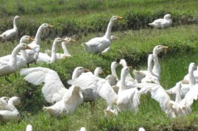 家里不宜养鹅的原因,价值相对较低且容易影响他人