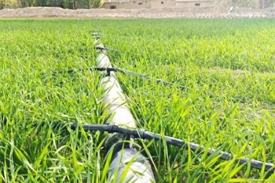 小麦后期喷什么微肥能增产增重,可以喷锌肥、硼肥、铁肥等