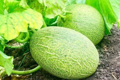 哈密瓜坐果后什么时候成熟,所需时间一般为1-2个月左右