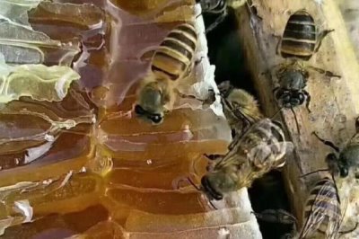 正宗蜂蜜的价格，一斤土蜂蜜需要100-300元左右