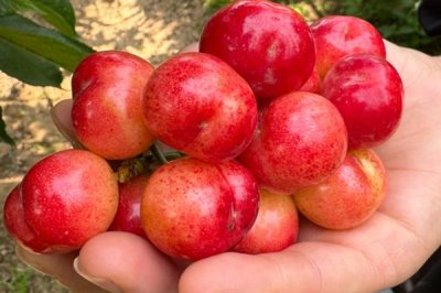 布鲁克斯樱桃苗的价格,不同地区的售价有较大差异