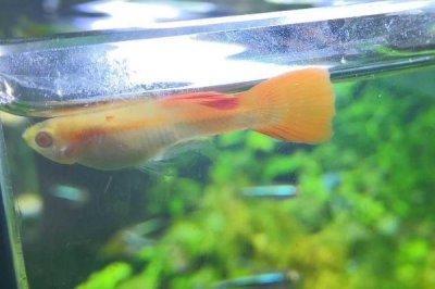 小孔雀鱼变色过程,会经历2个发色阶段