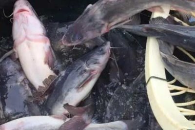 长吻鮠的价格,价格一般12-20元一斤