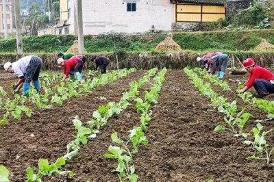 北方种油菜最晚几月，最晚也要在4月份全部种植完成