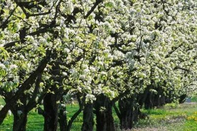 梨树锈病危害特征,主要危害叶片、新梢和幼果