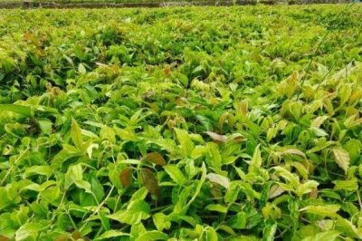 三叶青的种植前景,能卖到上千元一公斤