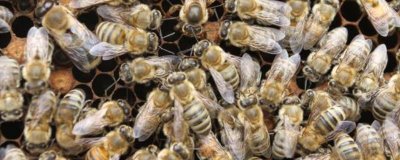 怎样人工育王,选择白天温度稳定在20℃以上时间进行