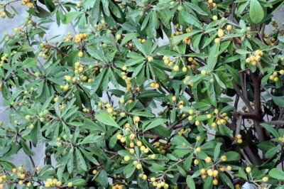 枇杷花期管理技术，在十月份就要做好施肥工作