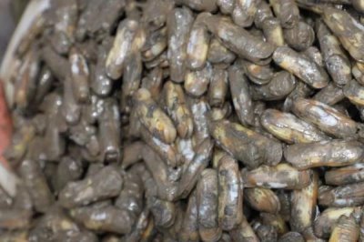 蛏子怎么养殖,无风时可交叉抛播幼苗