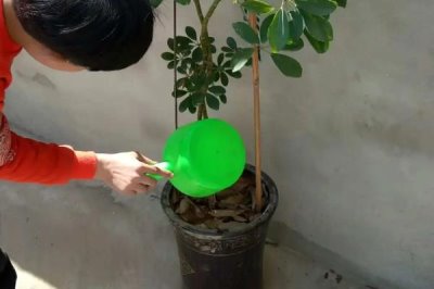 金钱树如何浇水施肥,浇水要根据盆土的干湿情况来