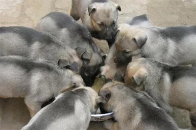 农村养什么动物可以赚钱,毛驴、鹅、野猪等动物值得选择