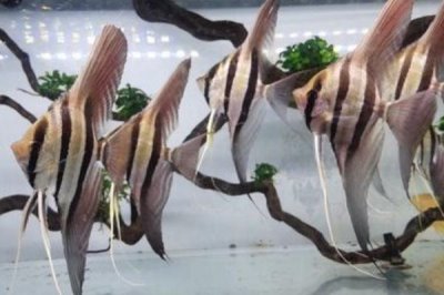 熊猫神仙鱼的产地,主要分布在西太平洋的珊瑚礁海域