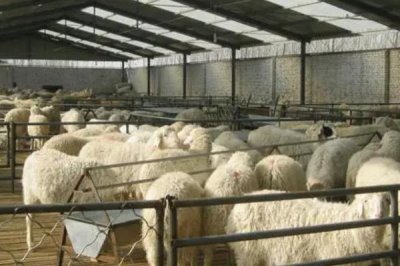 建设标准化养羊场的原则,羊舍面积应根据羊的数量和饲养方法而定