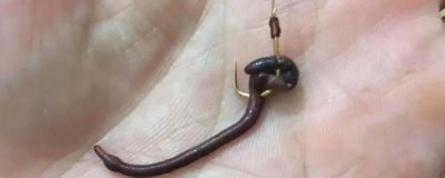 钓鱼用大蚯蚓好还是小蚯蚓好，各有优势