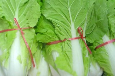 水白菜的分布,在我国珠江三角洲一带野生较多