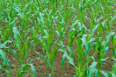 玉米的亩产量,会受到品种、种植地区等条件的影响