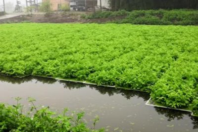 水芹的产地,原产亚洲东部