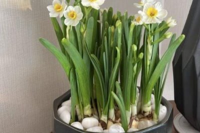 水仙花能不能在室内养，可以在室内养但不要触碰鳞茎