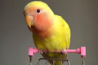 黄桃鹦鹉的智商,比较聪明喜欢与人互动