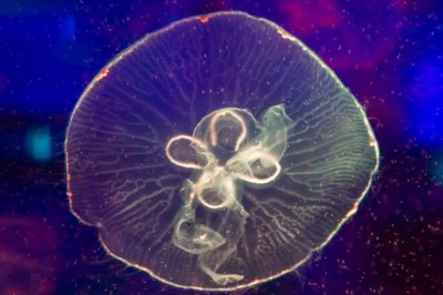 水母常见的品种，有海月水母、赤月水母等