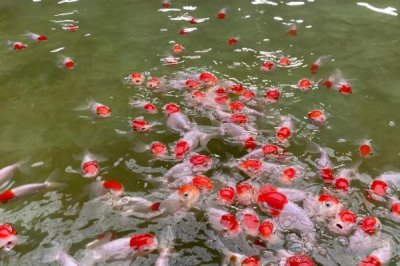 10条金鱼一天喂食多少合适,根据体型决定