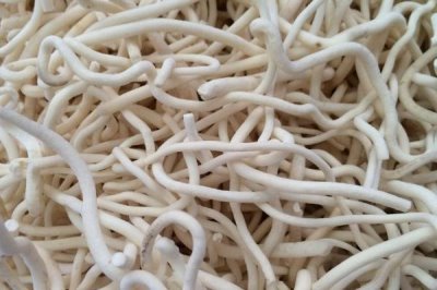 通草的适宜种植方法,条播为主要播种方式