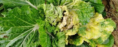 大白菜有哪些病害,常见的有霜霉病、软腐病、黑斑病等
