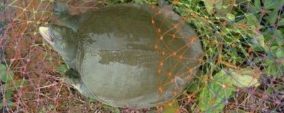 用什么钓甲鱼合适,常用的饵料是禽畜内脏