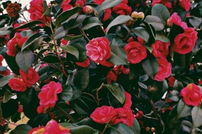 山茶花的主要产地,原产地是在中国和日本