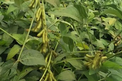 龙垦3401大豆种子简介，在适应区5月上旬播种