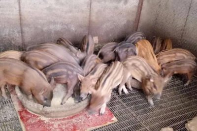 常见的野猪养殖误区,首先需注重猪种质量