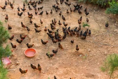 散养鸡如何养殖，养鸡时要选择合适的鸡苗