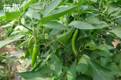 杭椒和小米椒的区别是什么,外观、味道、产地均不同