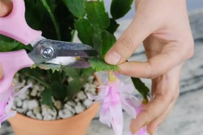 蟹爪兰叶子发黄的原因及处理方法，可能是浇水过多或阳光直射导致的