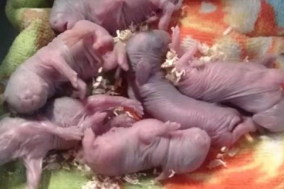 哺乳母兔怎么管理，增加青绿饲料、精饲料的饲喂量可增强体质