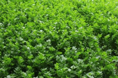 夏秋季节的农事有哪些，6月中旬常收割小麦