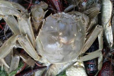 河蟹的价格,一斤需要10-35元左右