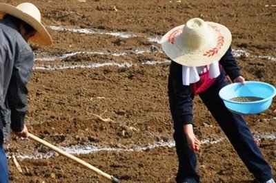 芝麻一亩地要多少种子，用种量为250克左右/亩