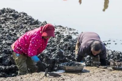 蛏子大批死亡的原因及预防方法,养殖环境差、密度大都会导致其死亡