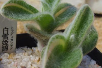 白雪姬的种植方法,喜欢偏暖的生长环境