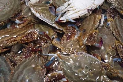 梭子蟹的分布范围,广泛分布于太平洋和印度洋海域