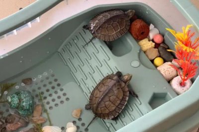 乌龟的正确饲养方法,首先要挑选健康的乌龟