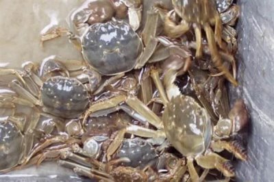 河蟹的价格,一斤需要10-35元左右