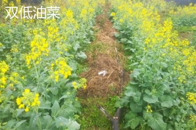 新疆塔城市的特产,乌苏柳花茶被视为茶中极品