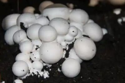 双孢菇的市场价格,各地的售价有区别