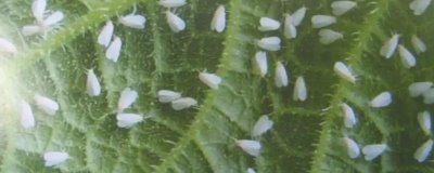 吃黄瓜叶的飞虫是什么，有斑潜蝇、黄守瓜、白粉虱、蚜虫等