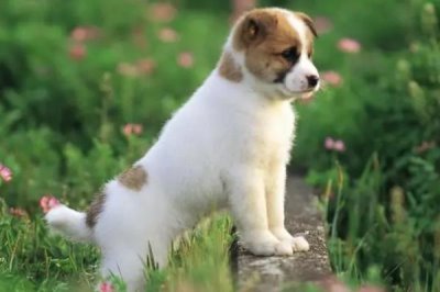 狗狗什么时候配种,第二次发情期开始配种