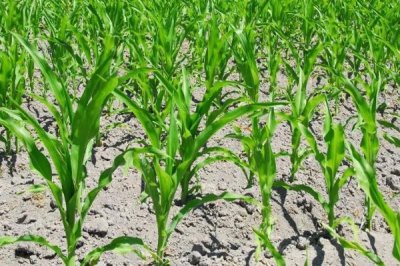 昭丰8号玉米种子简介,中抗小斑病