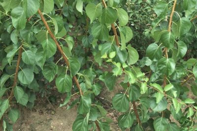 杏树苗的价格,实际售价和幼苗规格、生产地区等条件有关